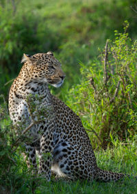 Portrait of leopard among green bushes in the masai mar in kenya