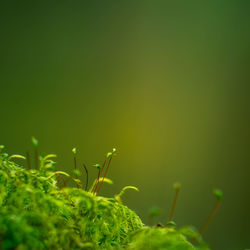 Beautiful closeup of moss growing on the forest floor in spring. small natural scenery in woodlands