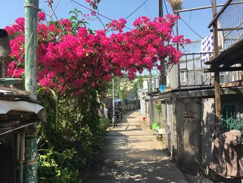 View of flowering plants in alley amidst buildings