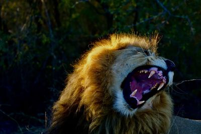 Close-up of loin yawning