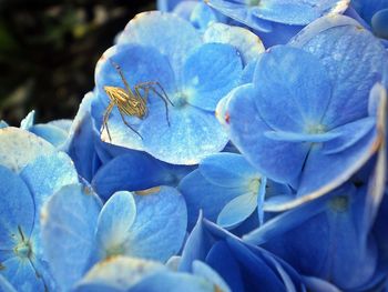 Close-up of blue flowers