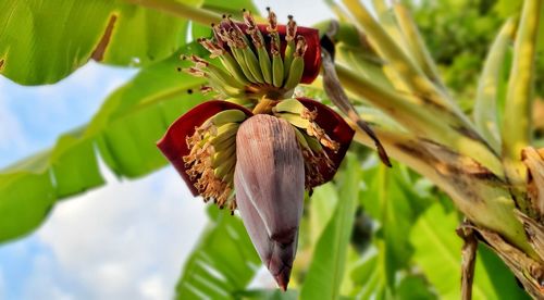 Close-up of flowering plant