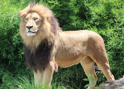 Lion in grass