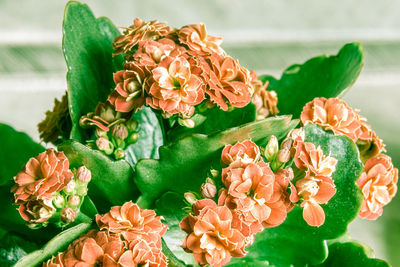 Close-up of red roses on plant