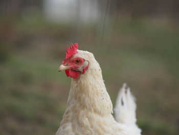 Close-up of rooster against blurred background