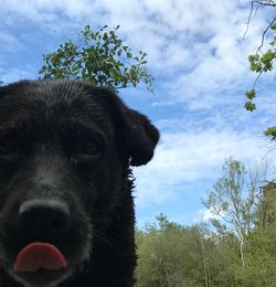 Close-up portrait of black dog against sky