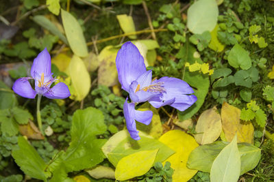 Close-up of purple crocus blooming outdoors