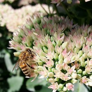 Close-up of bee pollinating on flower
