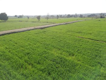 Scenic view of field against clear sky