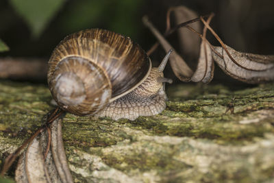 Close-up of snail