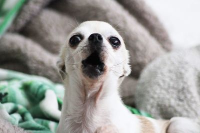 Close-up portrait of dog lying on bed