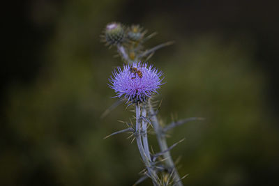 Close-up of purple thistle flower