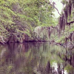 Reflection of trees in river