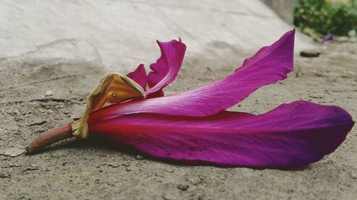 Close-up of pink crocus