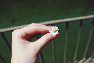 Cropped hand holding flower by railing