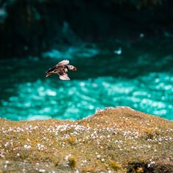 Bird flying over sea