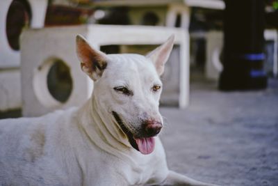 Close-up portrait of white dog