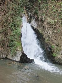 River flowing through forest