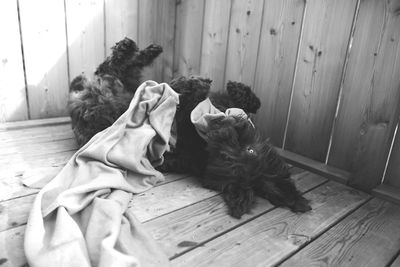 Hairy puppy playing with textile on wooden floor