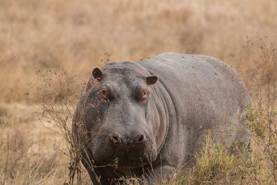 Close-up of hippopotamus by plants at forest