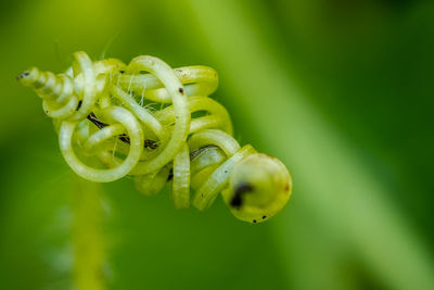 Close-up of green plant