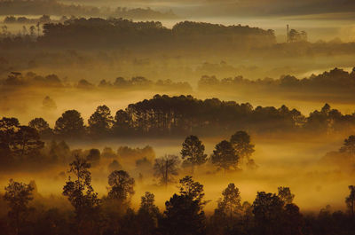 Trees on landscape against sky during sunset