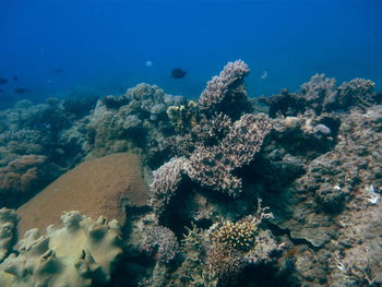 View of fish swimming underwater