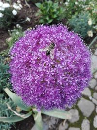 Close-up of bee pollinating on purple flower