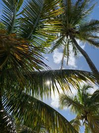 Low angle view of palm tree against sky