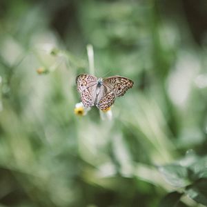 Close-up of butterfly pollinating on flower