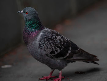 Close-up of pigeon perching