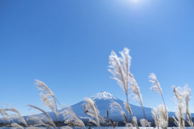 Close-up of stalks against clear blue sky