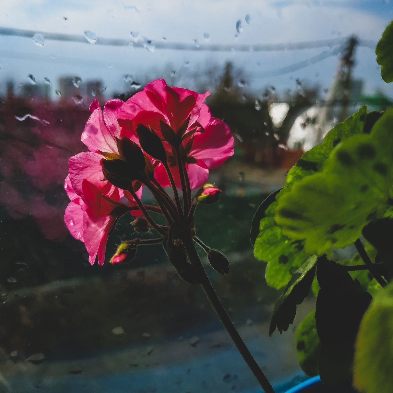 flower, flowering plant, fragility, plant, vulnerability, beauty in nature, freshness, petal, close-up, inflorescence, flower head, growth, pink color, nature, plant part, leaf, no people, focus on foreground, water, outdoors, raindrop