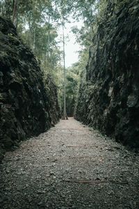 Dirt road along trees in forest