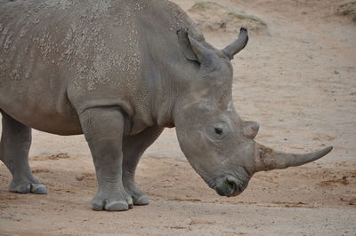 View of elephant on land