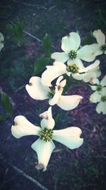 Close-up of white flowers blooming outdoors