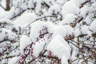 Close-up of snow covered cherry blossom tree