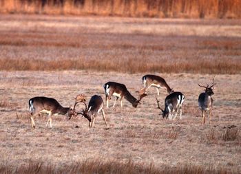Antelopes on field