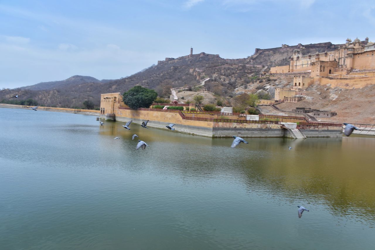 Pegion flying over water