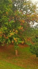 Trees in autumn