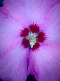 Close-up of pink flower