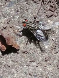 Close-up of insect on wall