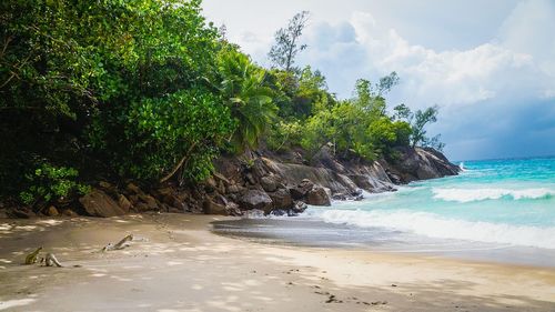 Trees on beach