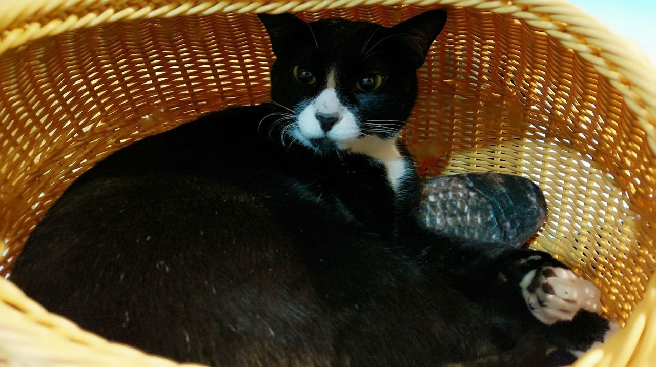 CLOSE-UP OF DOG IN BASKET