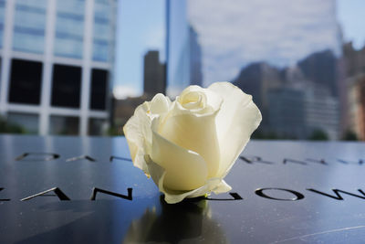 Close-up of white rose on table