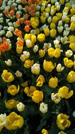 Full frame shot of yellow tulips