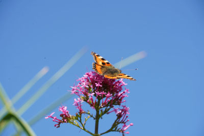 Butterfly on purple flower