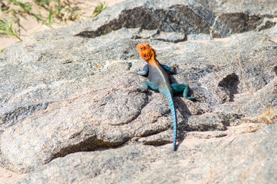 Lizard on rock