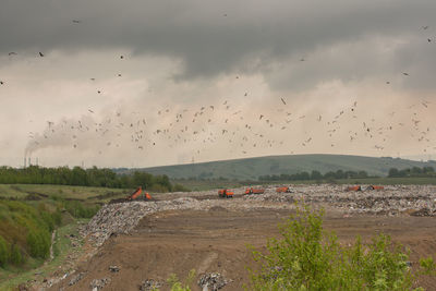 Flock of birds flying over land