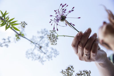 Low angle view of purple flowering plant against sky